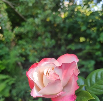 Espaces extérieur commun