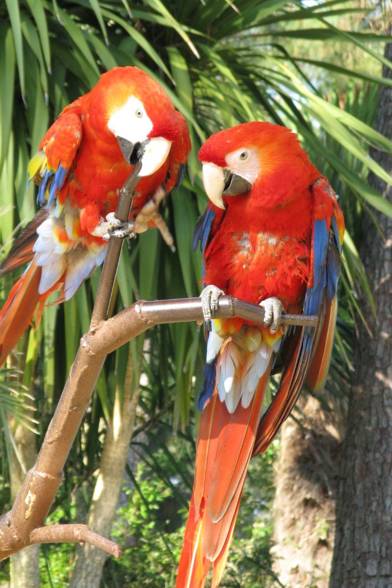 LA PALMYRE - Zoo de La Palmyre © CMT17 A. BIRARD-2