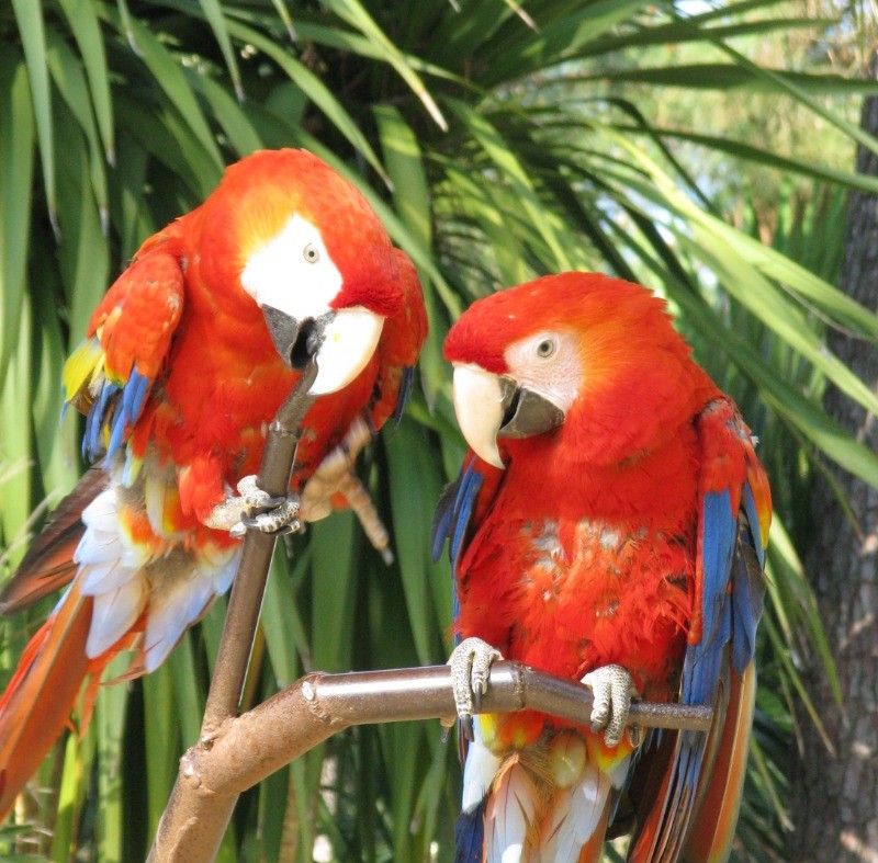 LA PALMYRE - Zoo de La Palmyre © CMT17 A. BIRARD-2