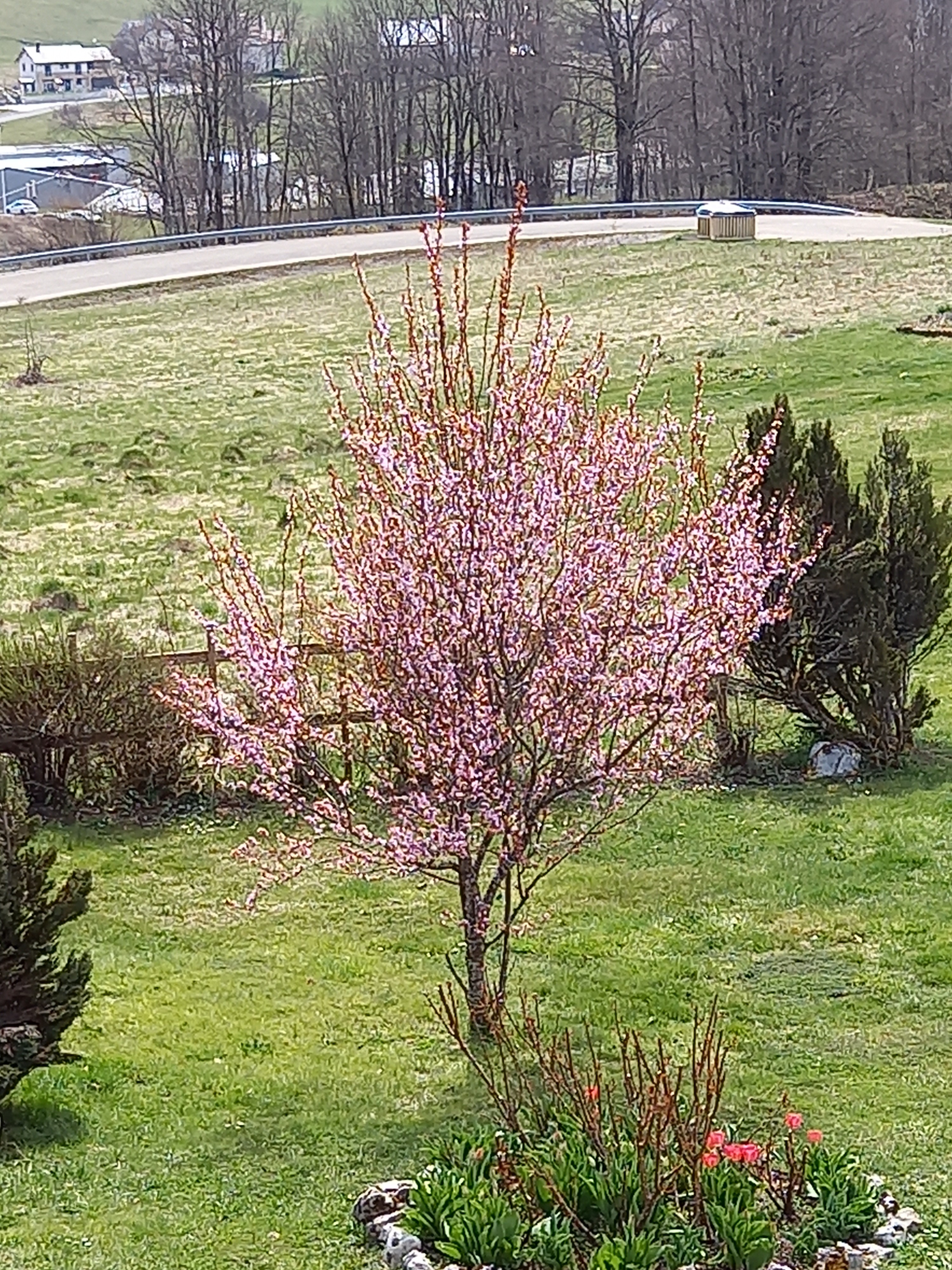 Prunus in flower