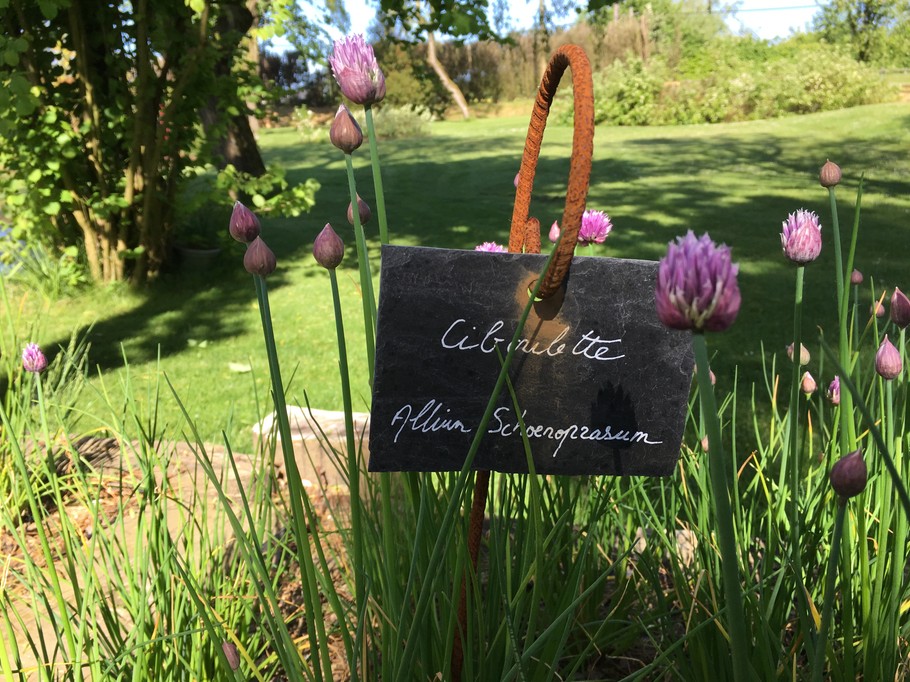 Les aromates dans le jardin