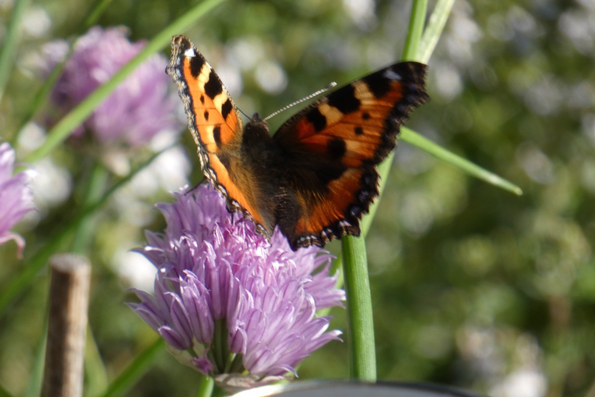 Beautiful nature in the garden...
