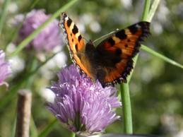 Beautiful nature in the garden...
