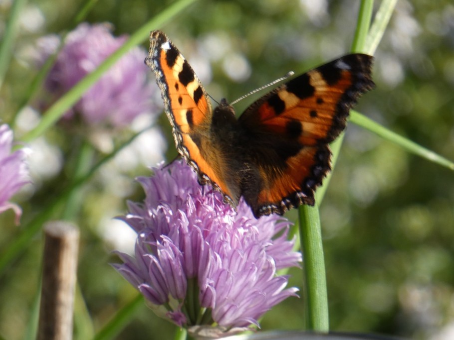 Beautiful nature in the garden...