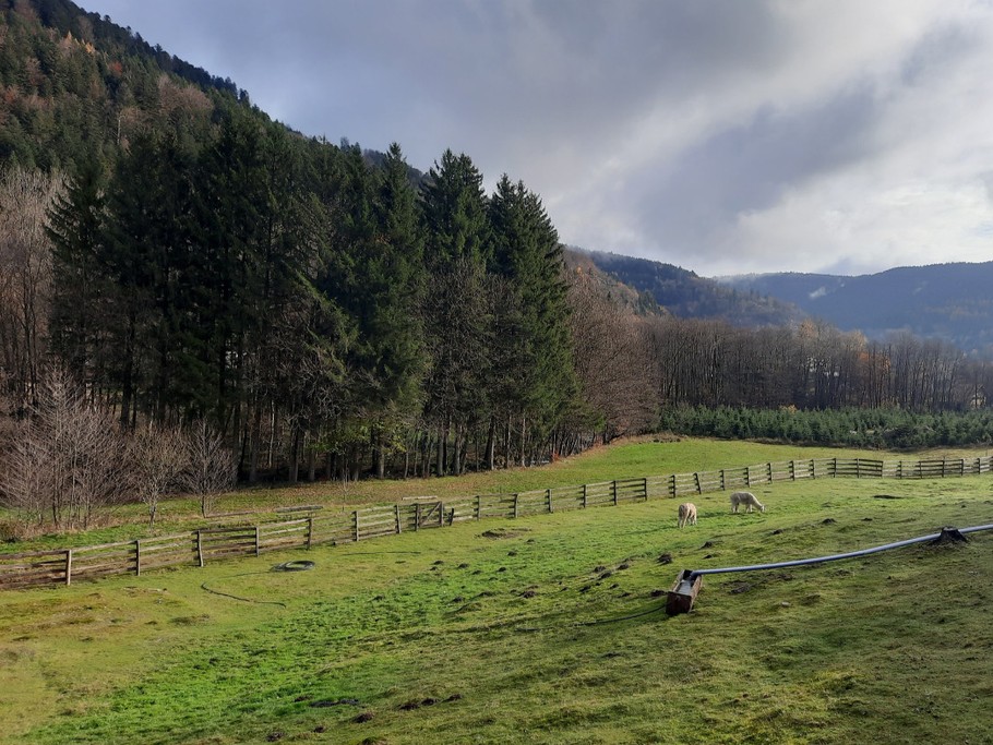 EXTERIEUR - Gîte familial Scaravella, St Maurice sur Moselle, Rouge Gazon - Vosges, Ballon d'Alsace, Naure, Calme, Famille