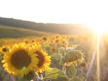 Photo n° 12 de la location