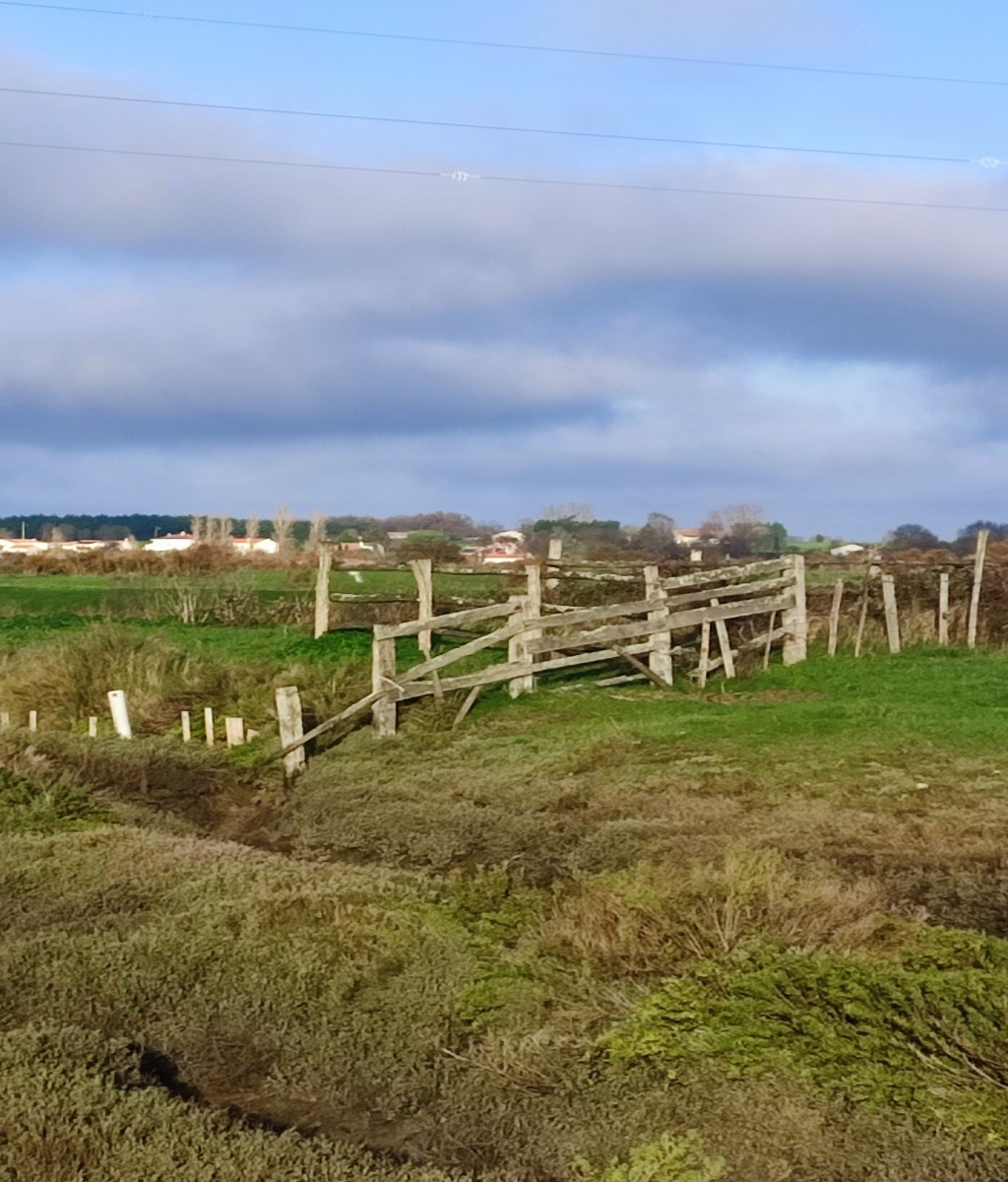 Les marais autour du moilin des loges - Marennes