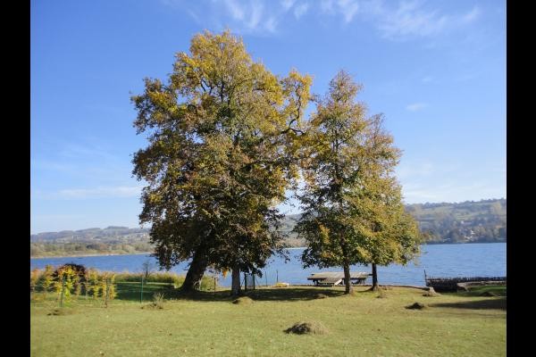 jardin arboré