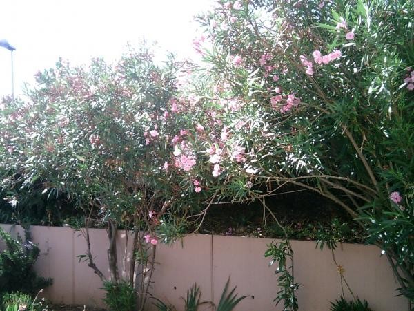 Le jardin au bout de la terrasse qui préserve l'intimité