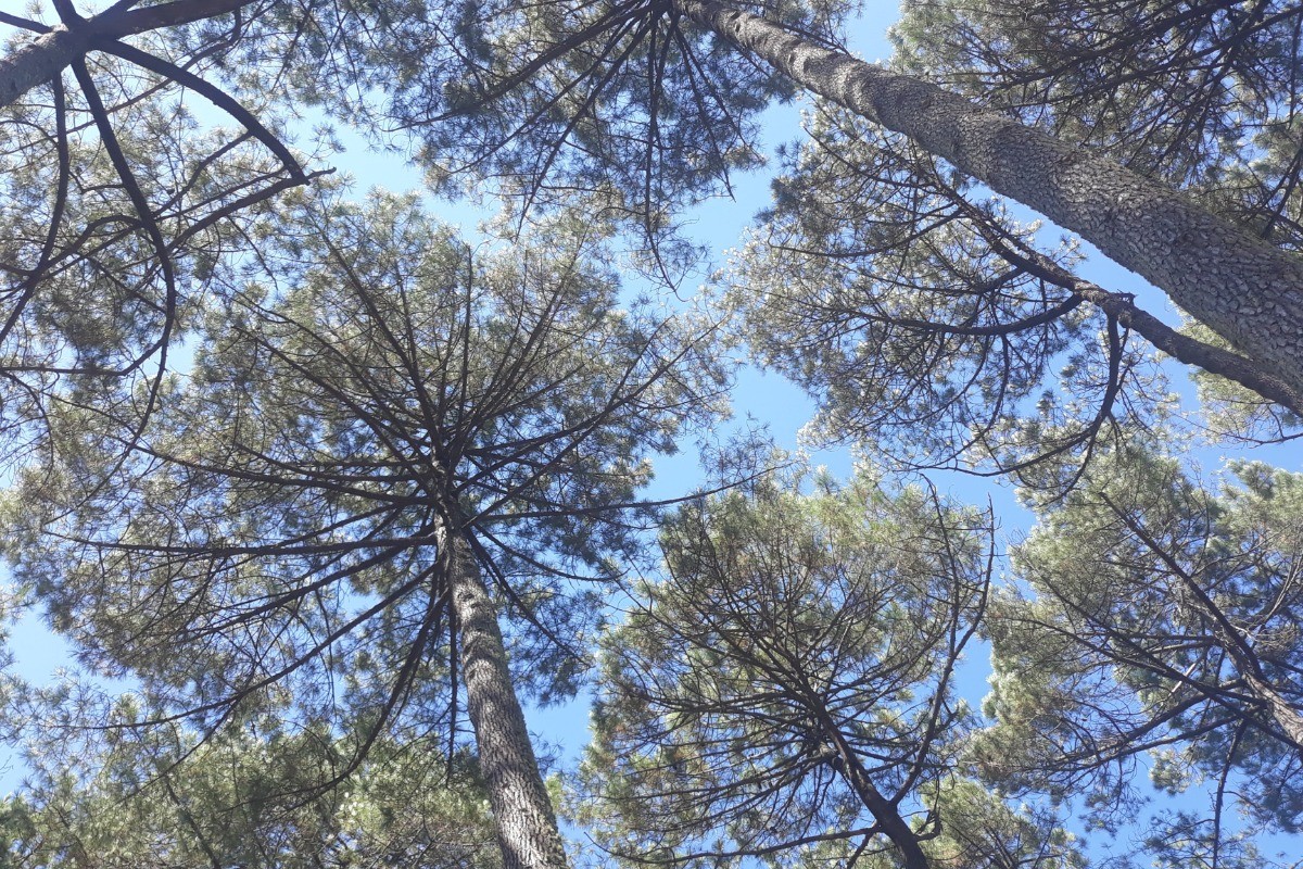 Les pins