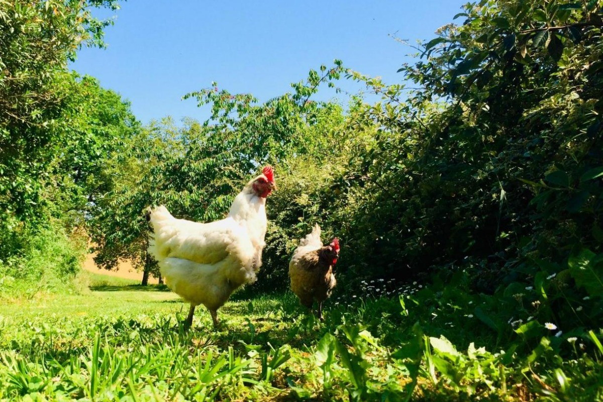 Nos jolies poules font partie intégrante de notre environnement écoresponsable ainsi que notre potager permacole