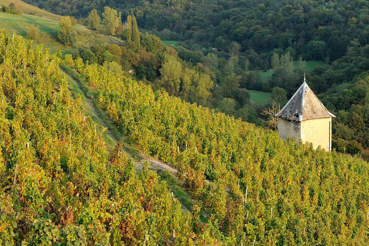 Vignoble AOP Bugey