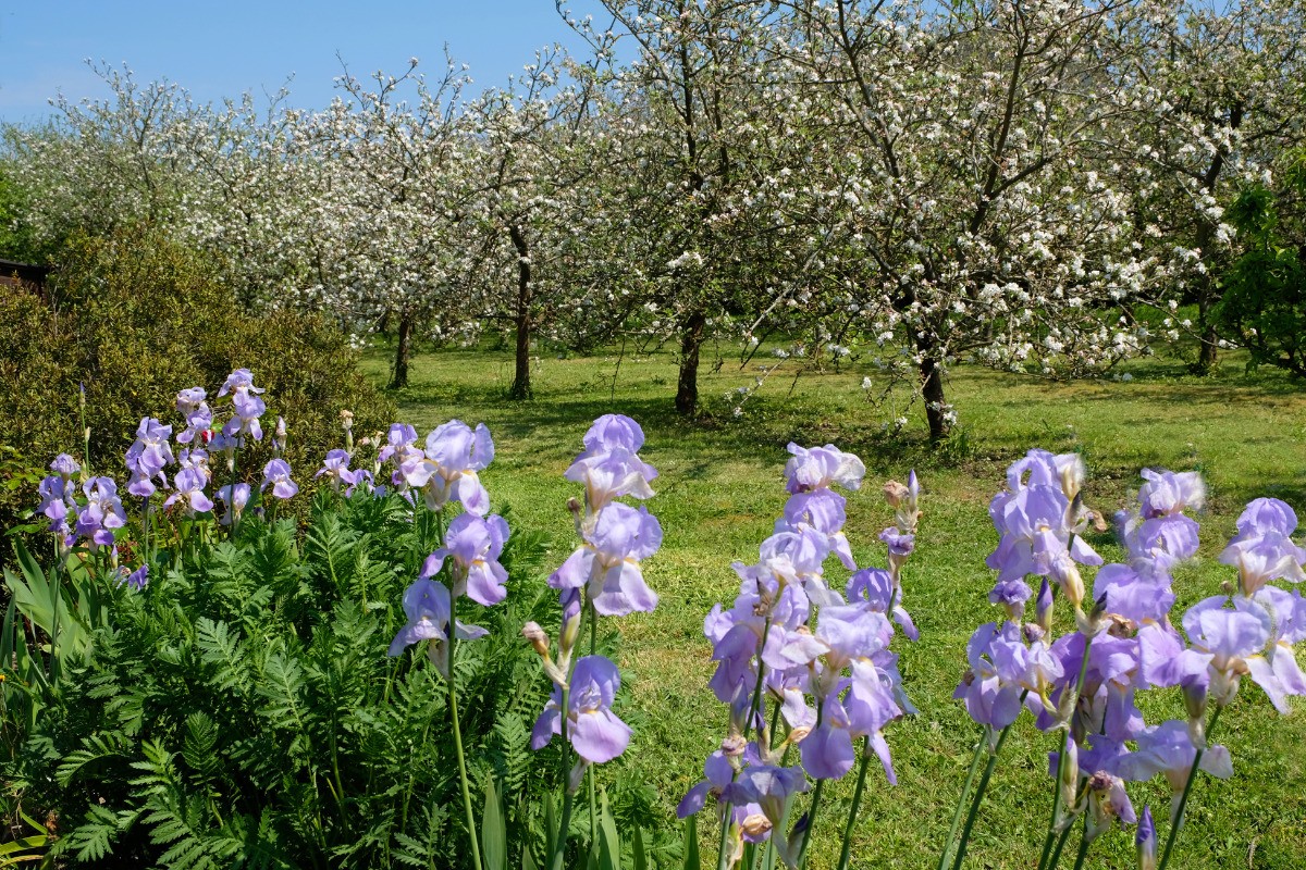 Le jardin - verger