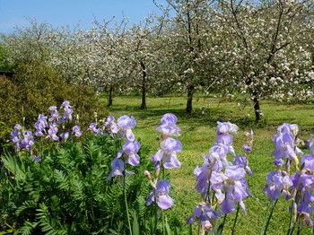 Le jardin - verger