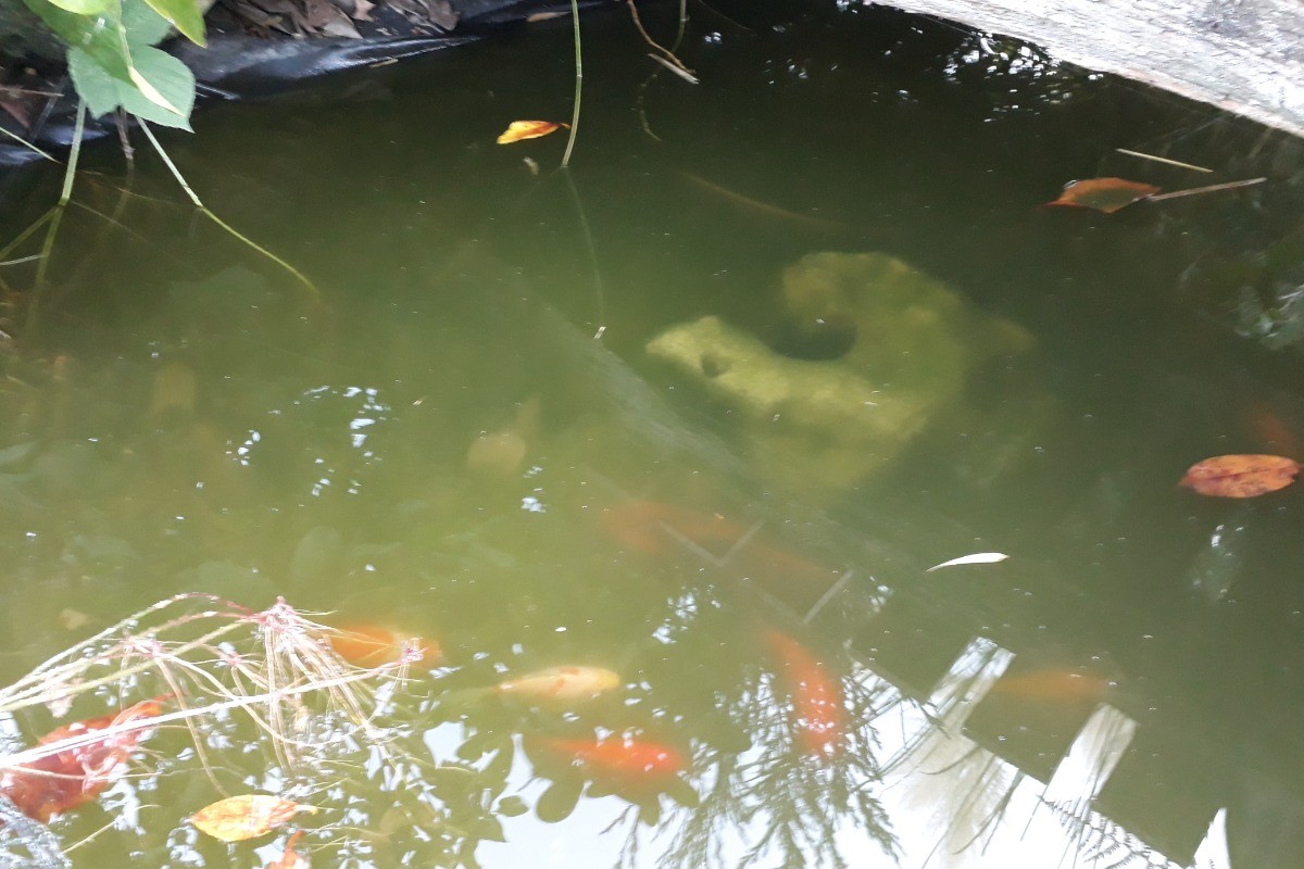 Les poissons rouges