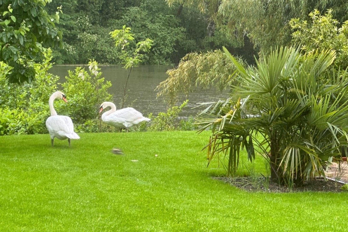 Espace vert jardin au bord de la rivière