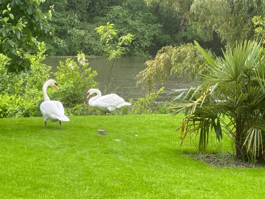 Espace vert jardin au bord de la rivière