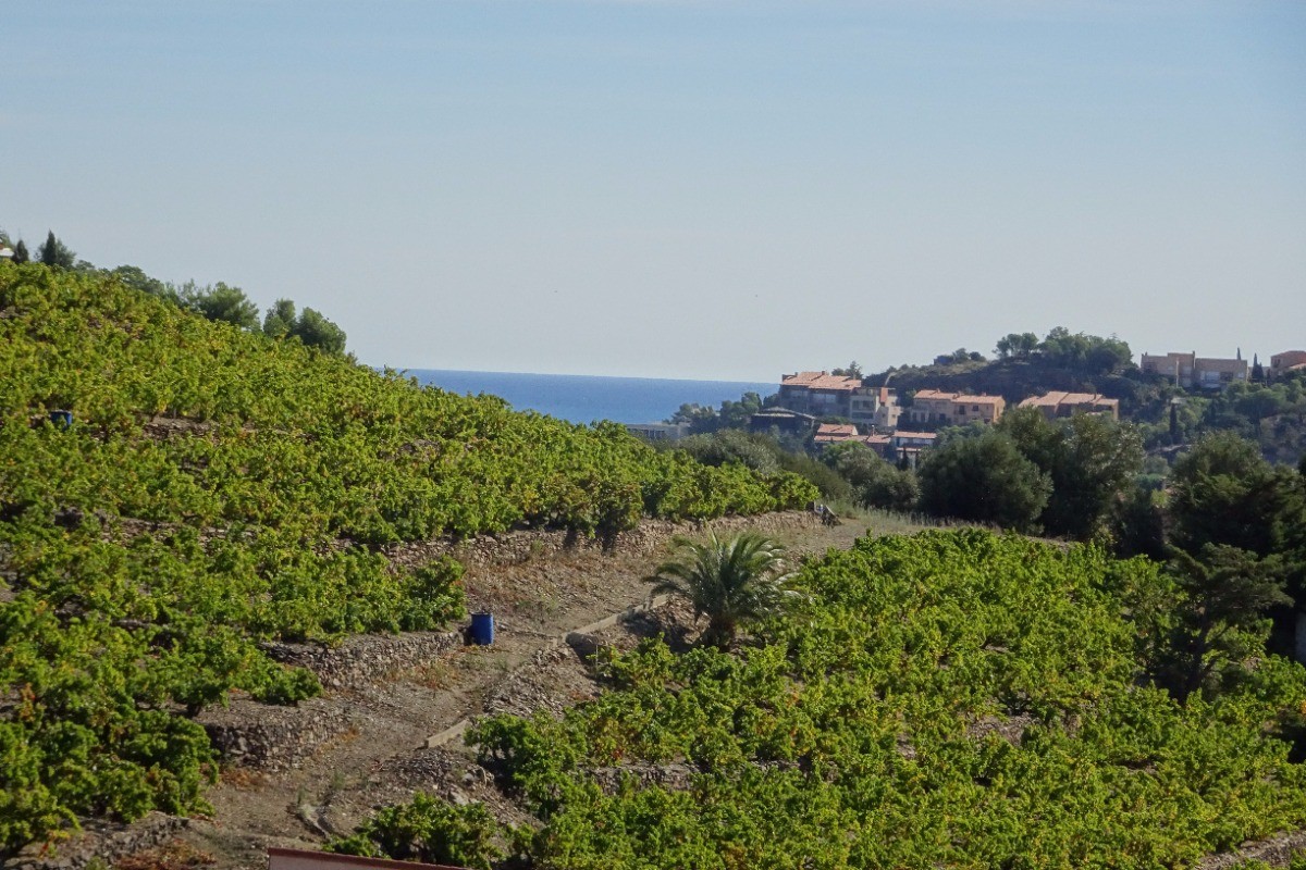 vue sur vignes et mer
