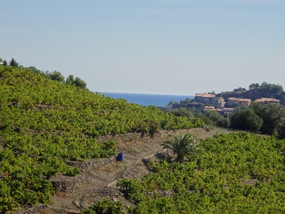 vue sur vignes et mer