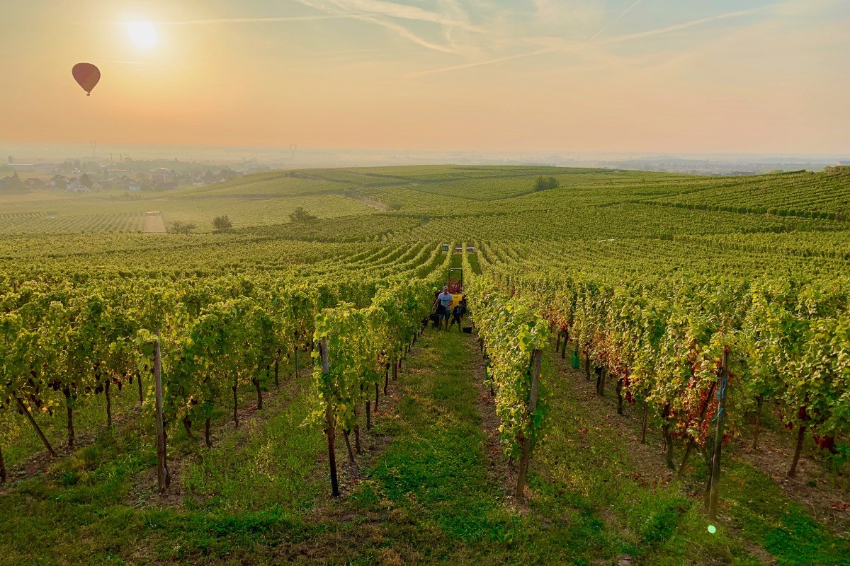 Un matin d'automne à Wettolsheim pendant les vendanges