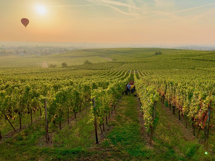 Un matin d'automne à Wettolsheim pendant les vendanges