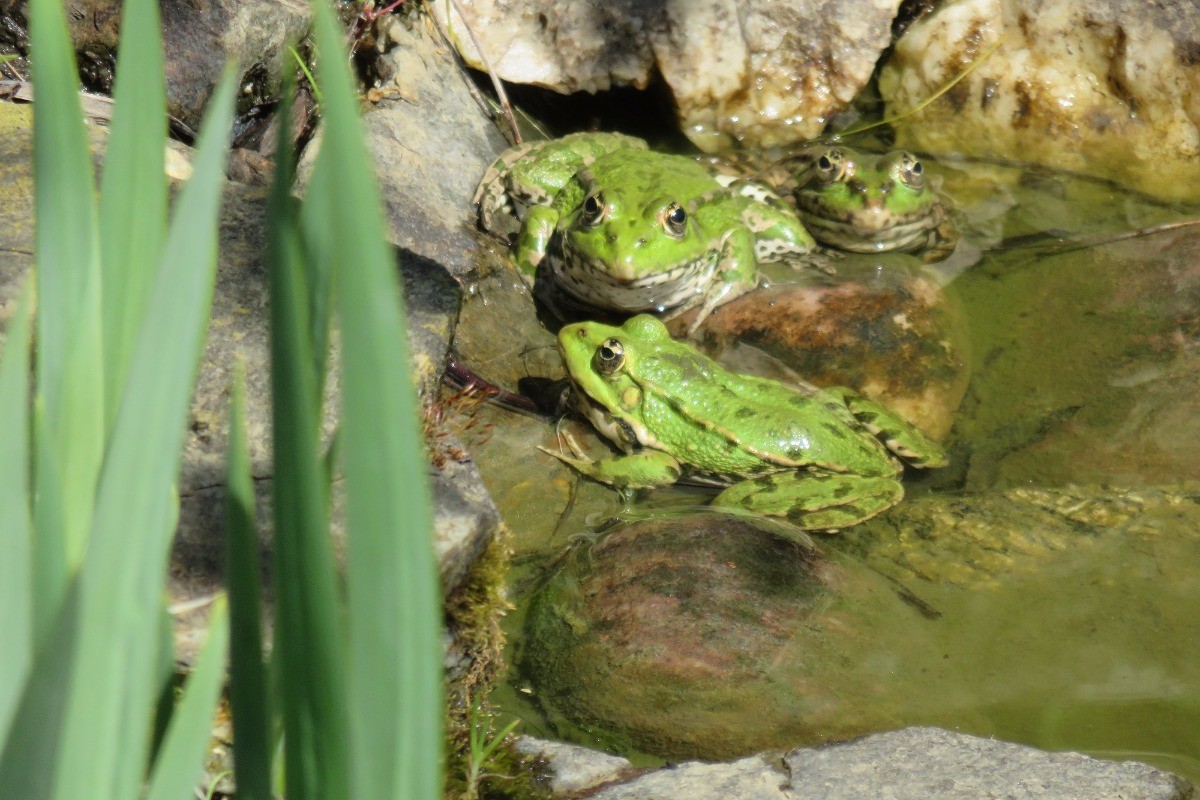 Les grenouilles sont de retour dès le mois d'avril.
