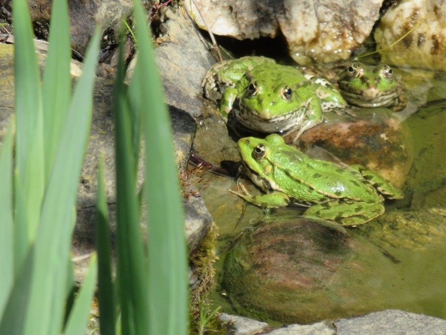 Les grenouilles sont de retour dès le mois d'avril.