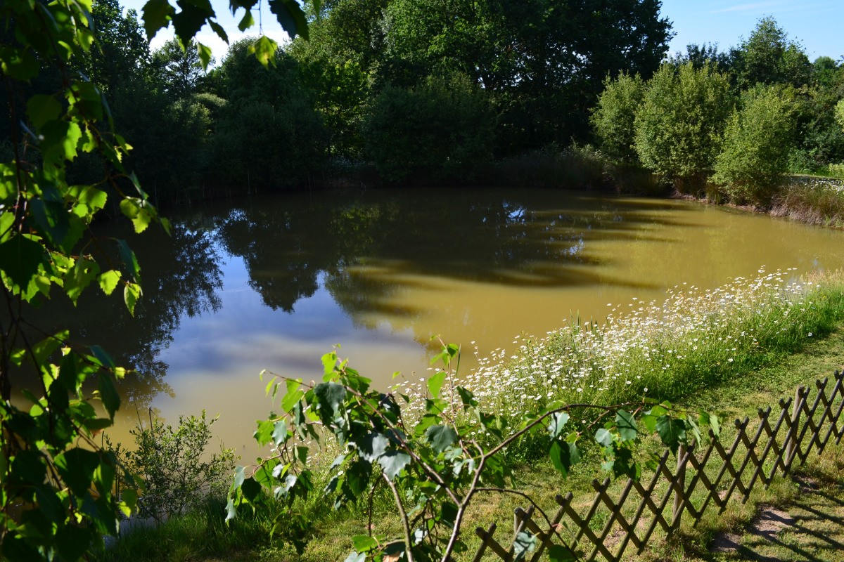 Plan d'eau, pêche carpes, gardons... No Kill