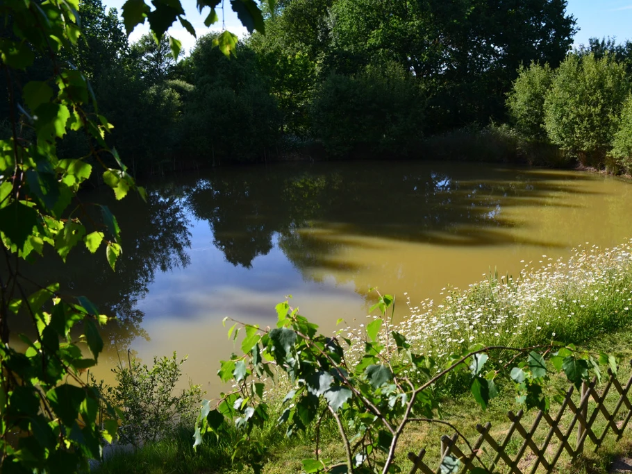 Plan d'eau, pêche carpes, gardons... No Kill