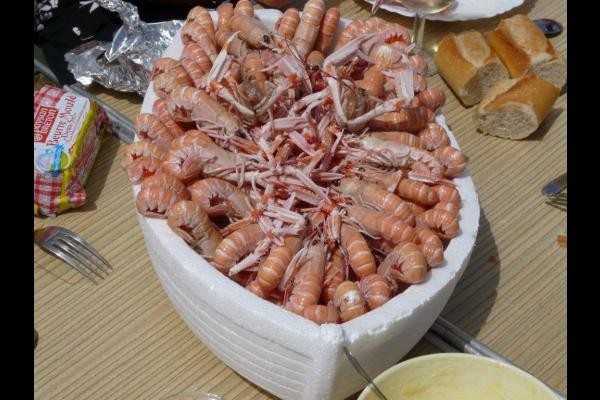 langoustines du jour