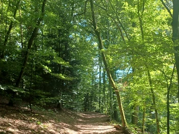 Gîte Noé Container Maritime à Bains-les-Bains