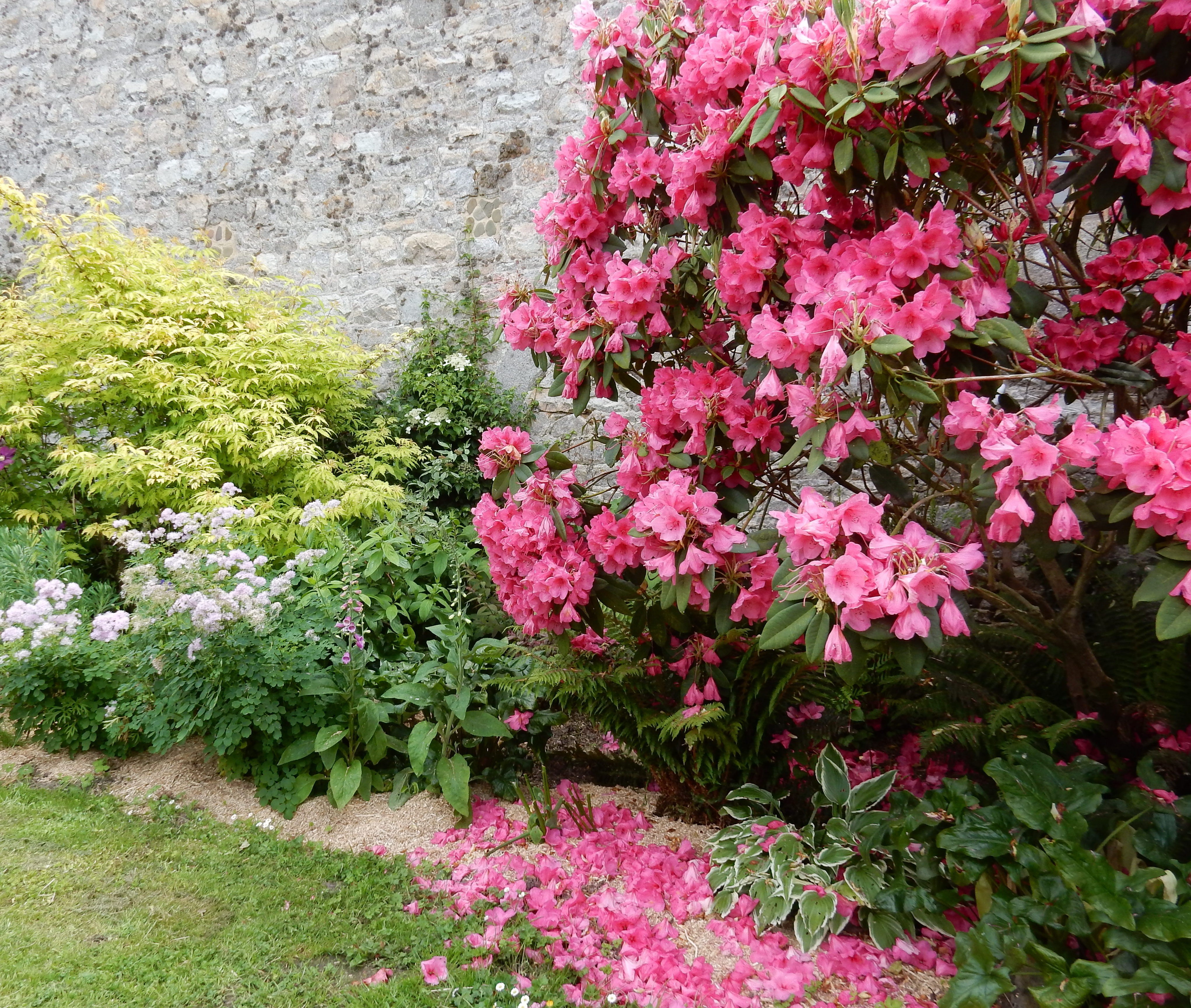 Rhododendrons, hostas, maple, tree ferns