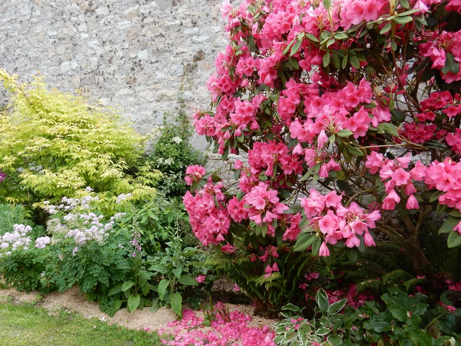 Rhododendrons, hostas, maple, tree ferns