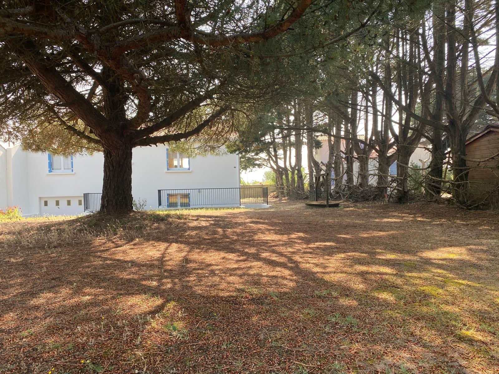 Terrain végétalisé