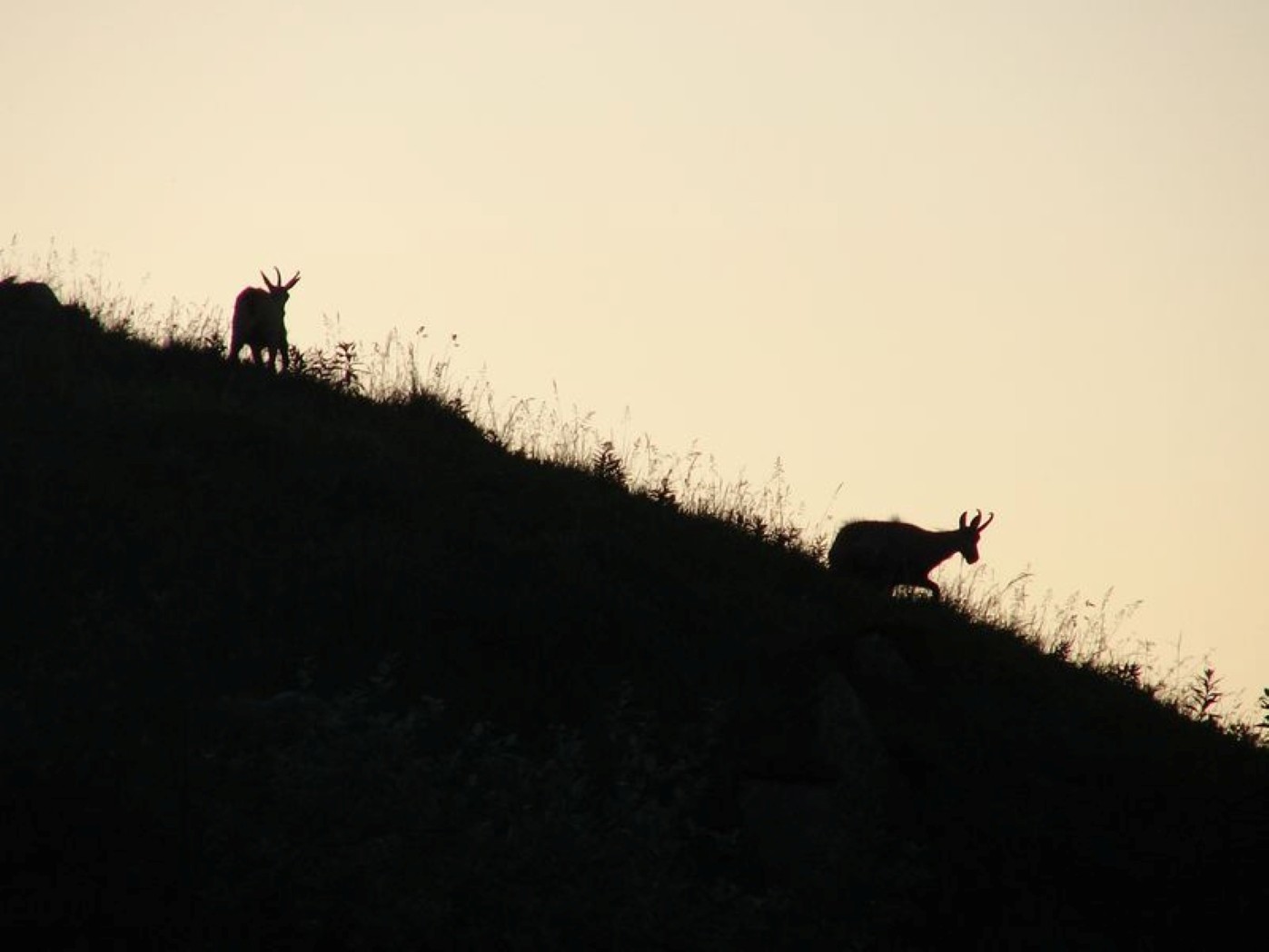 Vosges