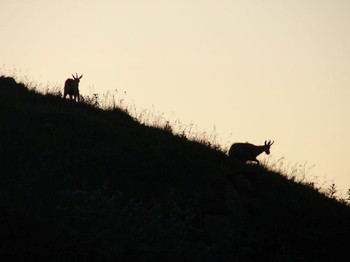 Vosges