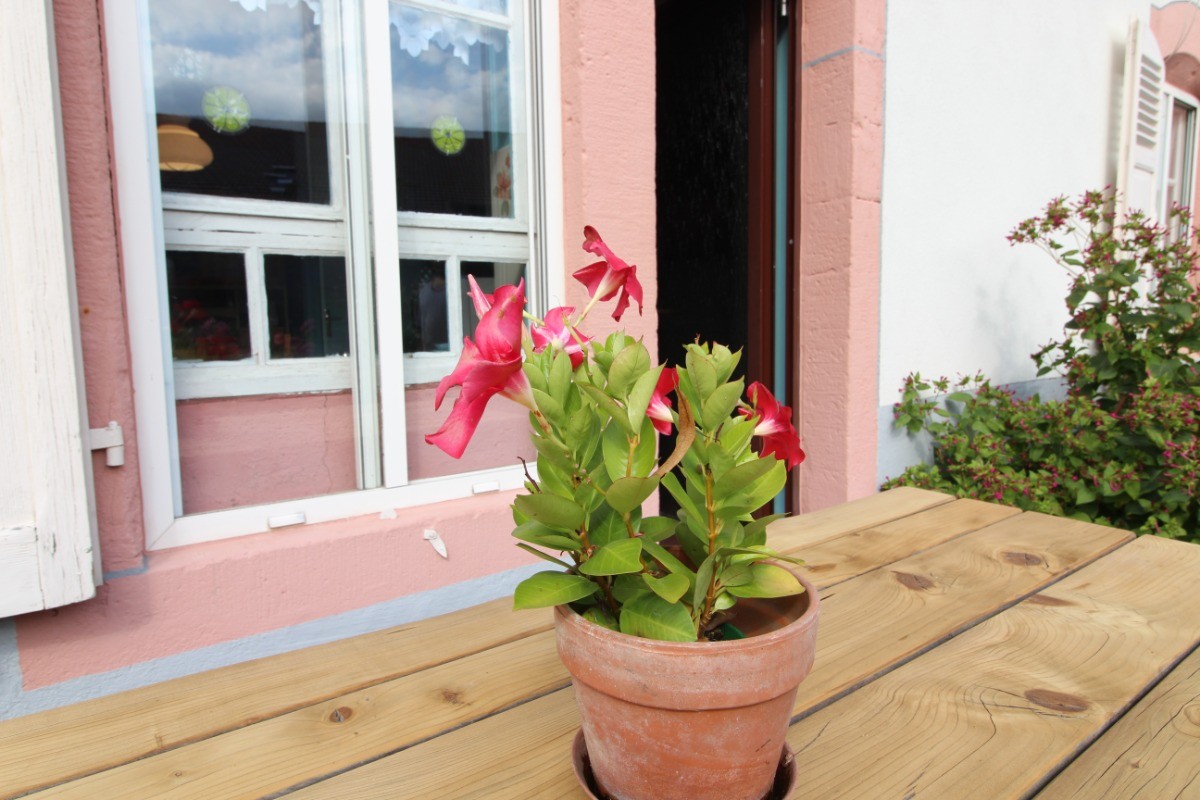 Terrasse - Appartement Granges-Aumontzey