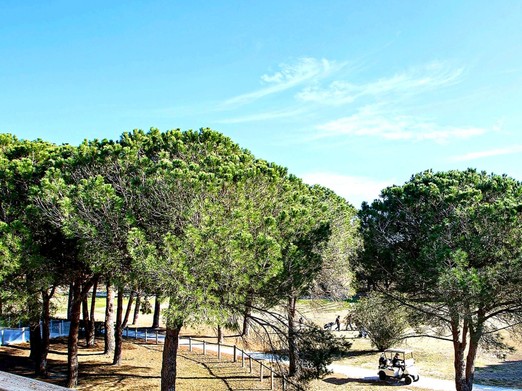 Vue de la terrasse : entre les pins parasols, une Golfette se dirige vers le Tee N°1 du Parcours tranquille de La Forêt... Amateurs de la petite balle : Bienvenue ! et aussi aux non-golfeurs bien sûr ! BENVINGUT !