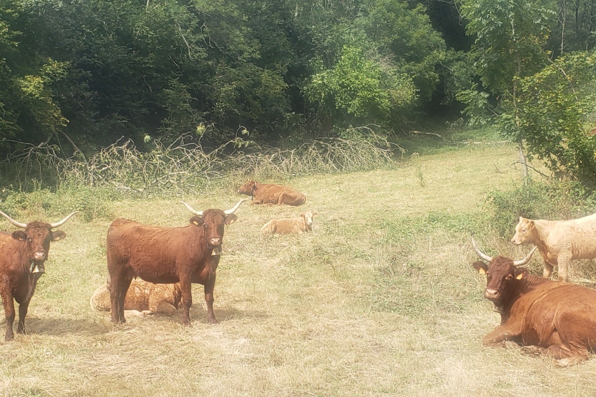 Mazoires - Cézallier - Nature