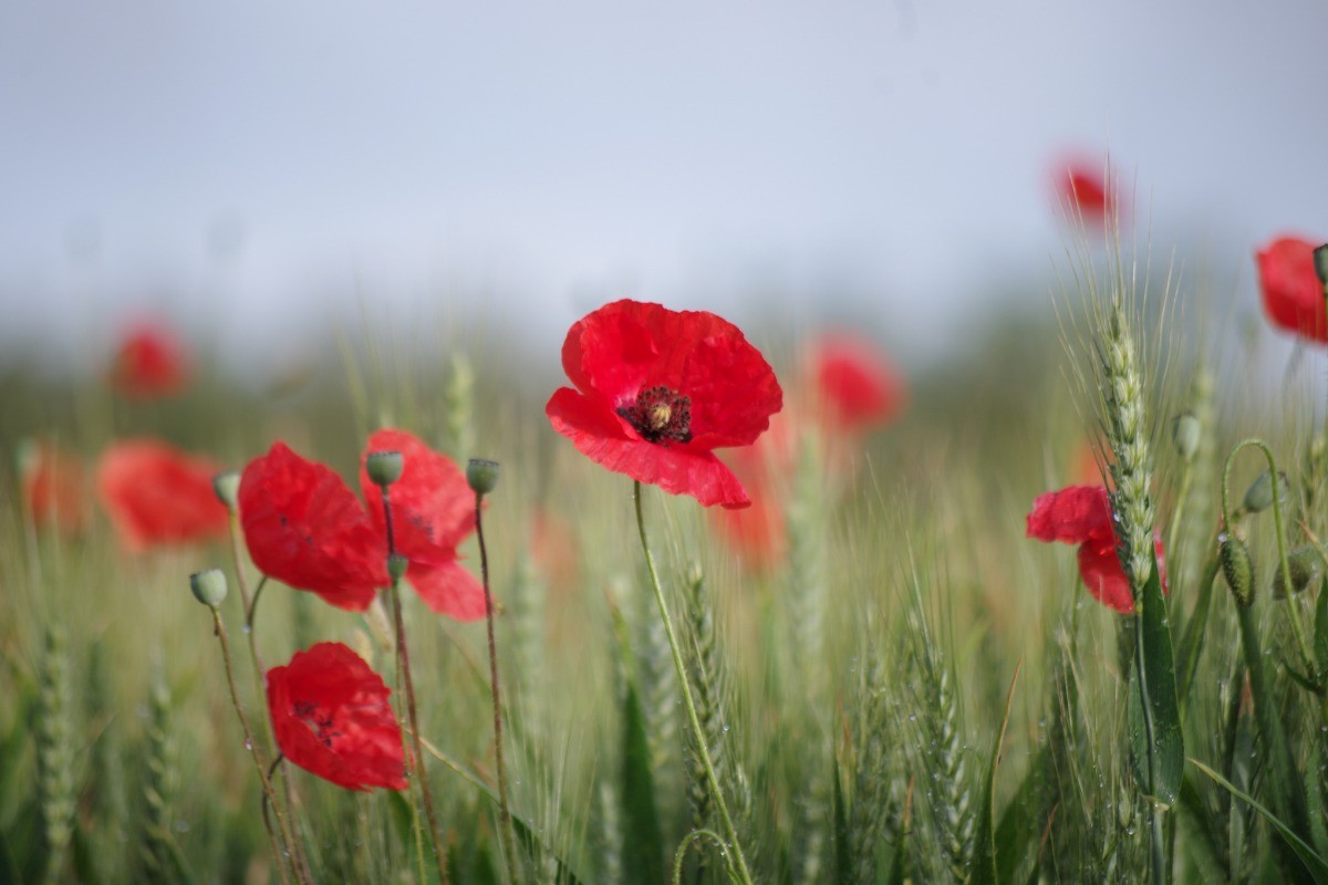 COQUELICOTS