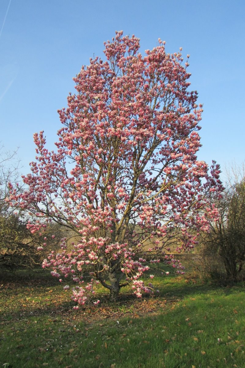 arbre dans le parc