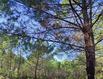 Soleil d'hiver dans la forêt de la Coubre