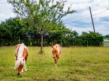 Photo n° 17 de la location