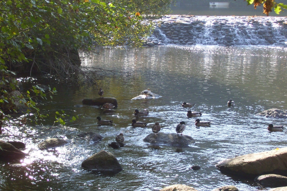 La Sèvre Nantaise