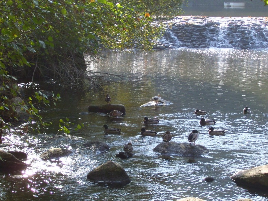 La Sèvre Nantaise