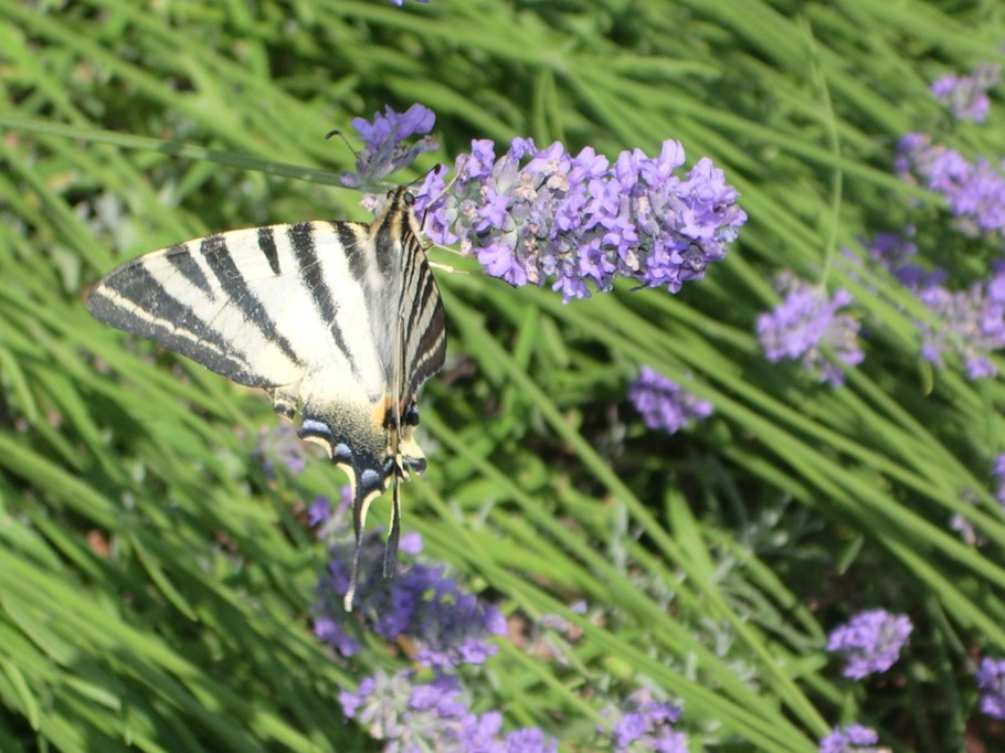 Photo n° 12 de la location