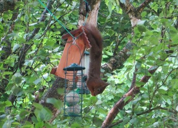 Ecureuil au petit déjeuner