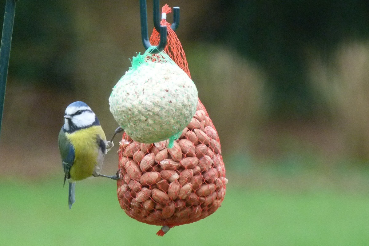 The Blue Tit (Cyanistes caeruleus) is a species of passerine bird in the Paridae family.