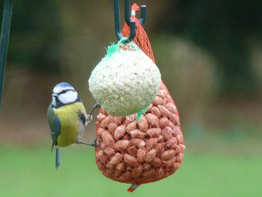 The Blue Tit (Cyanistes caeruleus) is a species of passerine bird in the Paridae family.