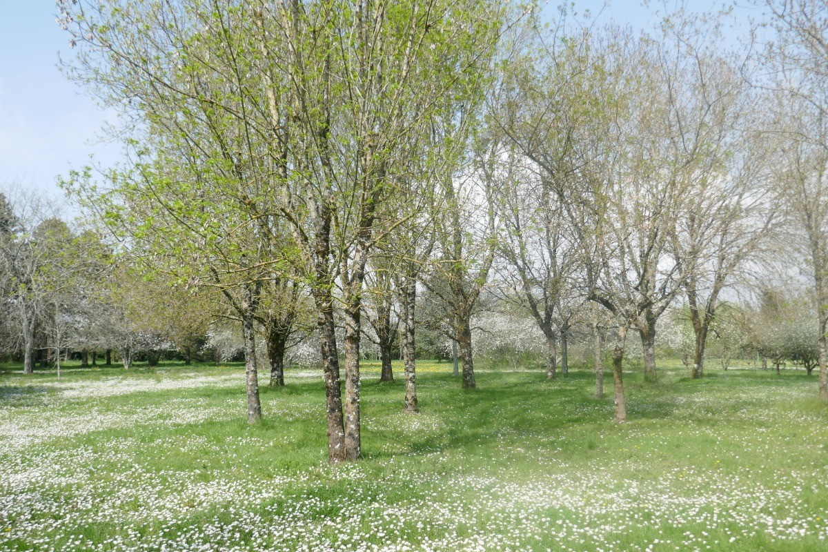 Le parc de la propriété LE CLOS DE Bellevue